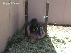 A dog licks a blonde beauty wearing a purple mask.